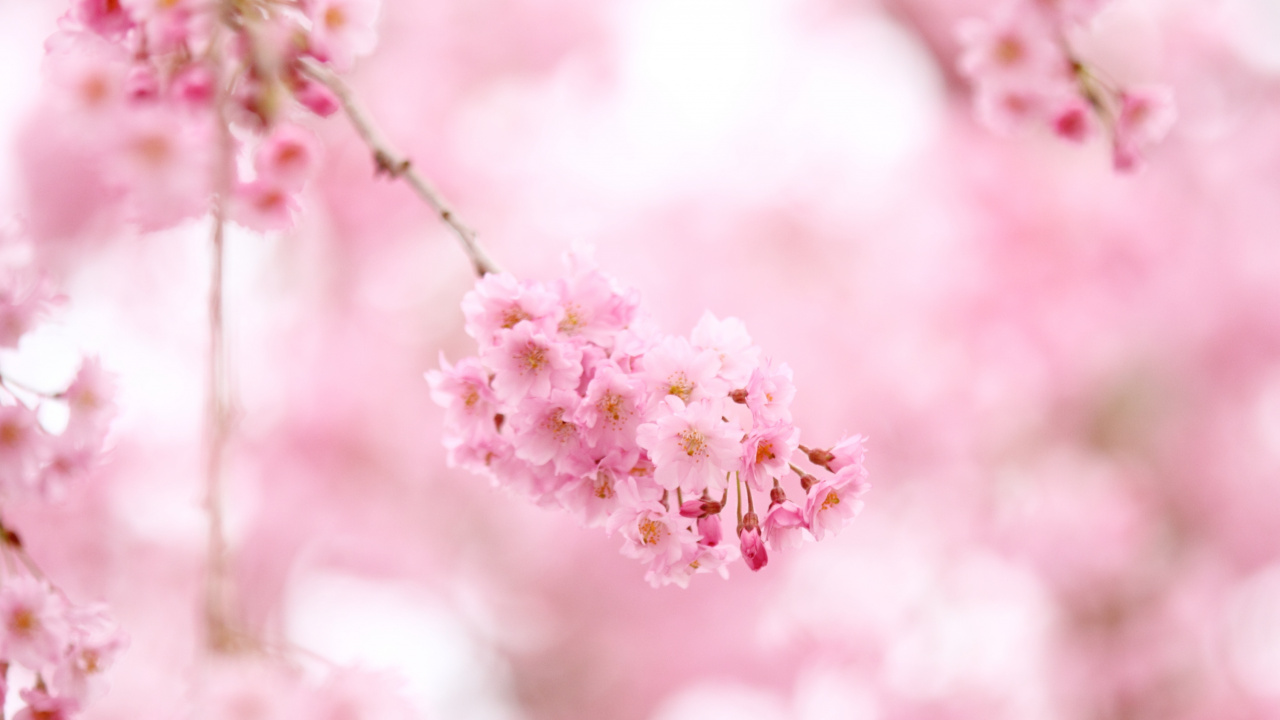 Pink and White Flower in Tilt Shift Lens. Wallpaper in 1280x720 Resolution