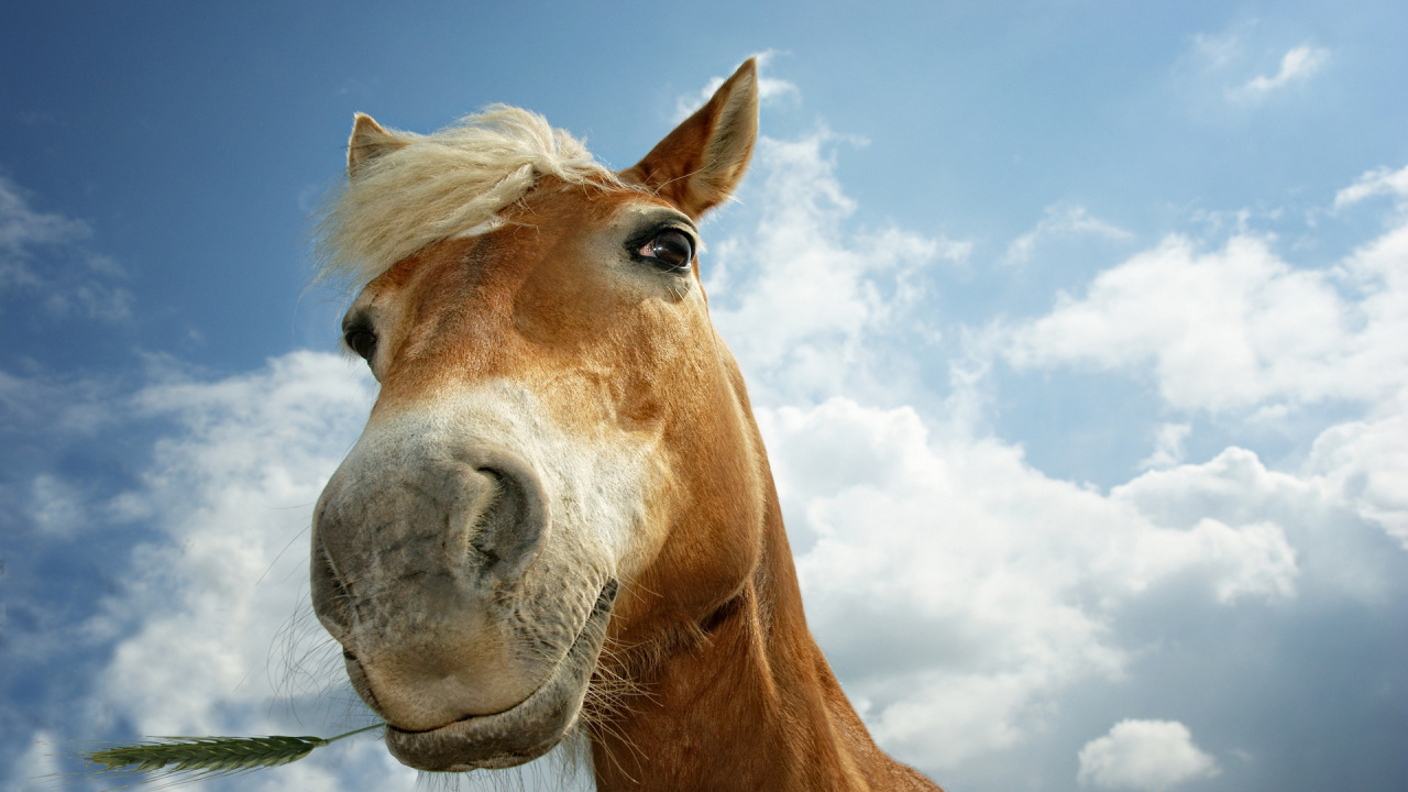 Brown Horse Under Blue Sky During Daytime. Wallpaper in 1280x720 Resolution