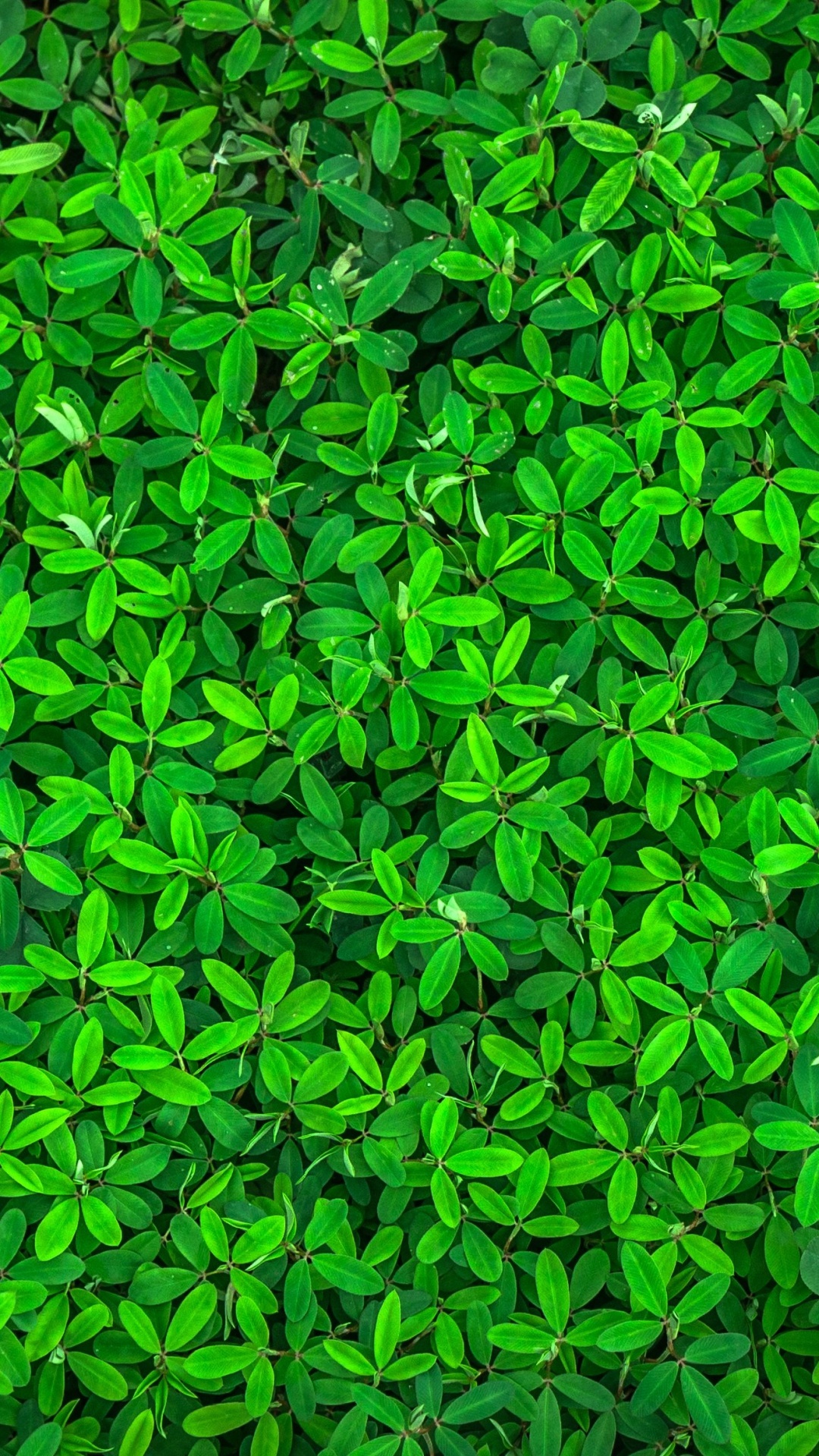 Plant, Terrestrial Plant, Grass, Groundcover, Pattern. Wallpaper in 1080x1920 Resolution