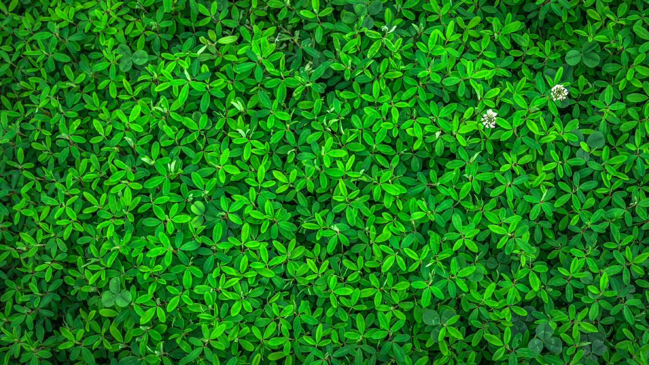 Planta Terrestre, la Cubierta Vegetal, Patrón, Planta Anual, Simetría. Wallpaper in 1280x720 Resolution