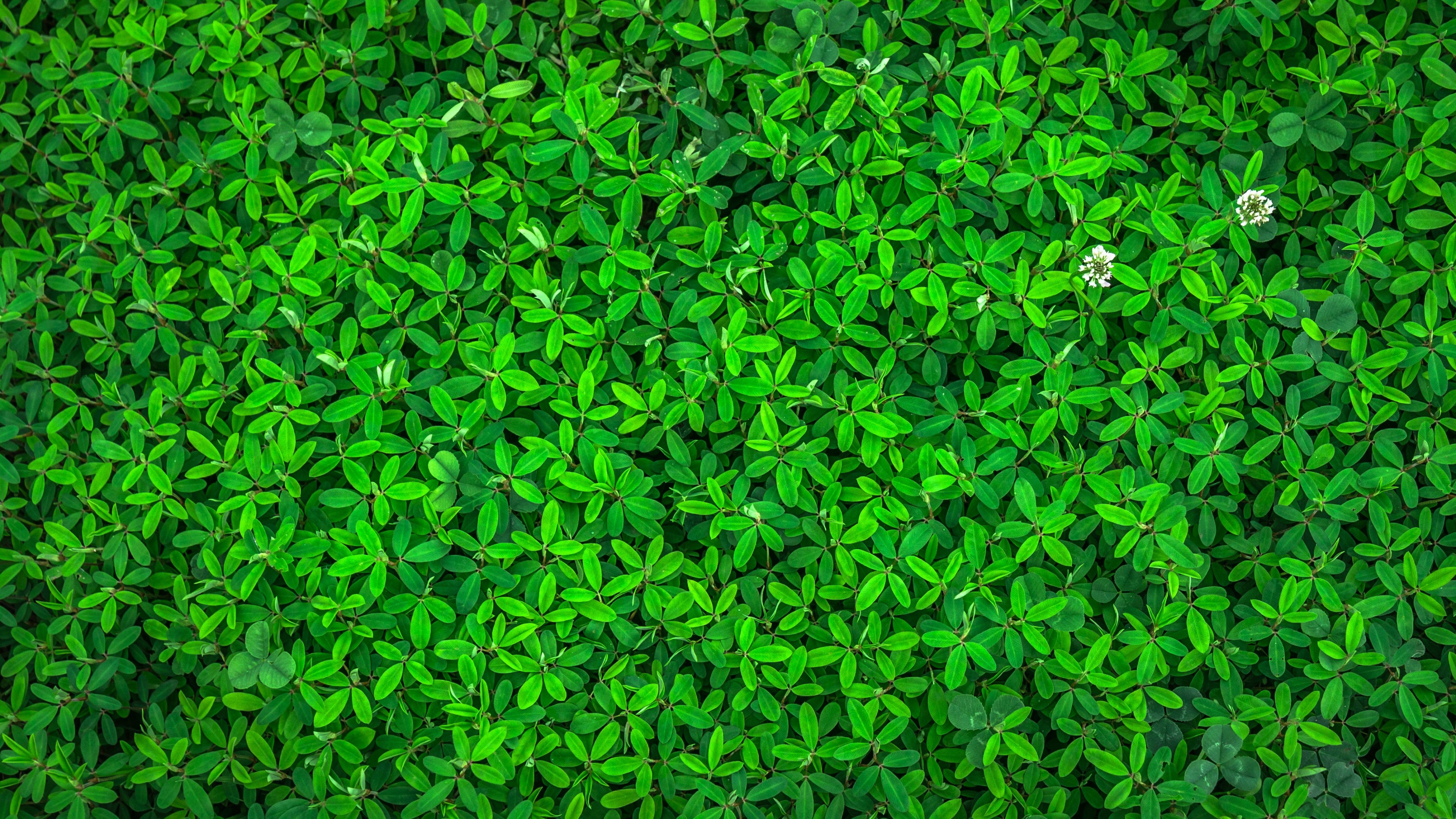 Planta Terrestre, la Cubierta Vegetal, Patrón, Planta Anual, Simetría. Wallpaper in 3840x2160 Resolution