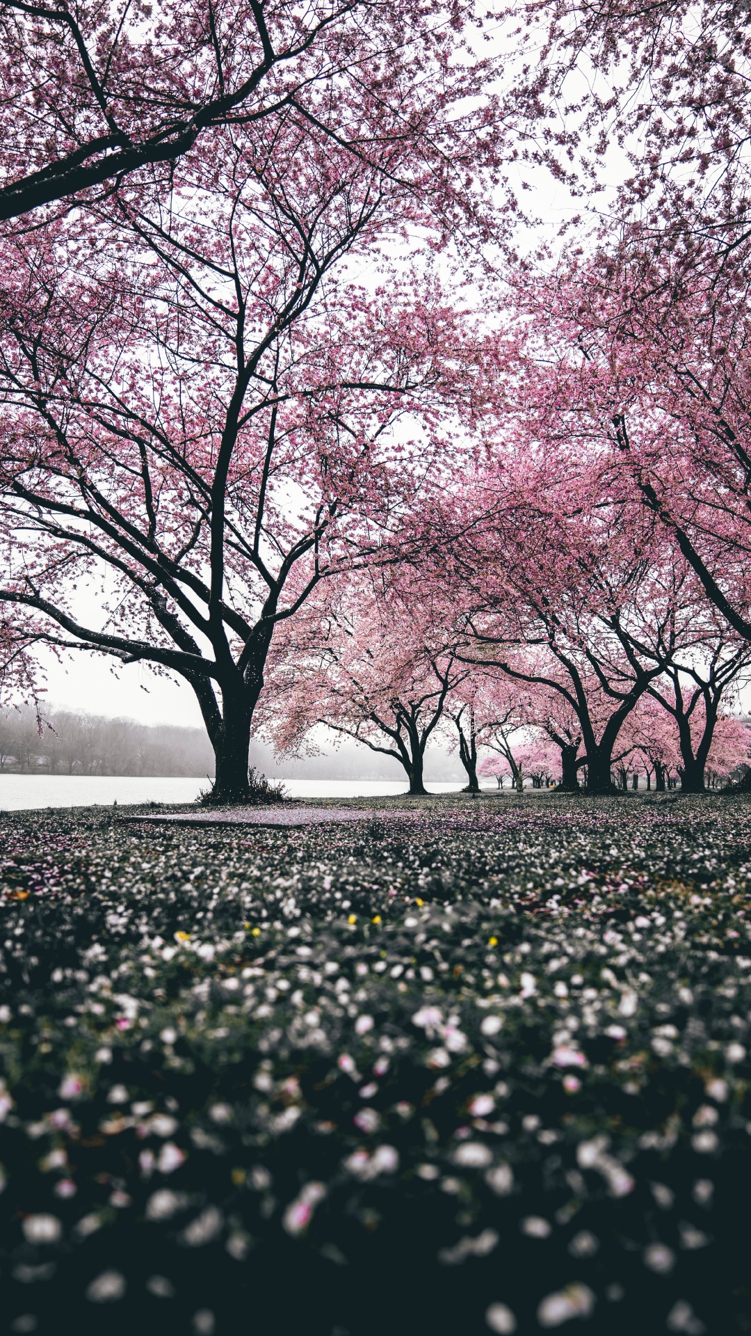 Cherry Blossom, Blossom, Tree, Nature, Branch. Wallpaper in 1080x1920 Resolution