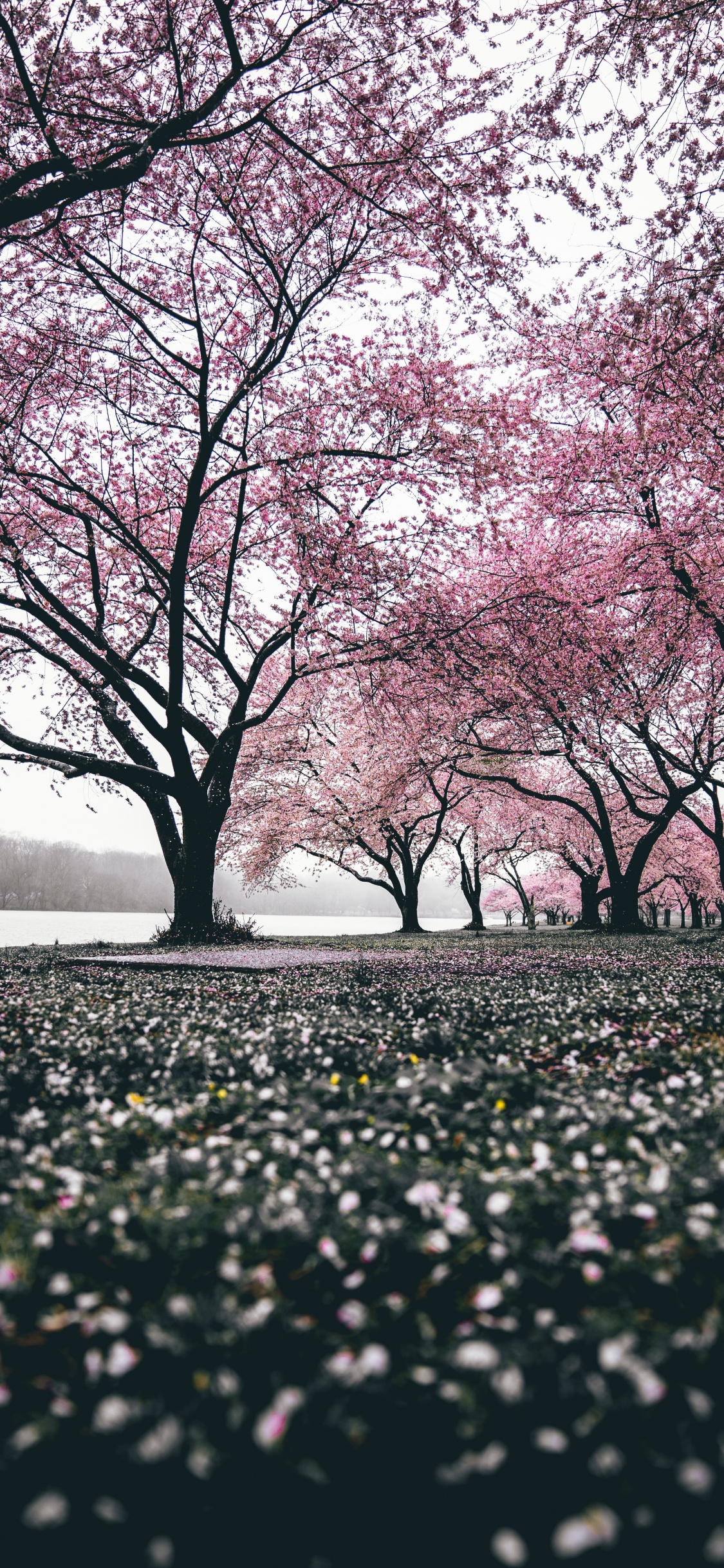 Cherry Blossom, Blossom, Tree, Nature, Branch. Wallpaper in 1125x2436 Resolution