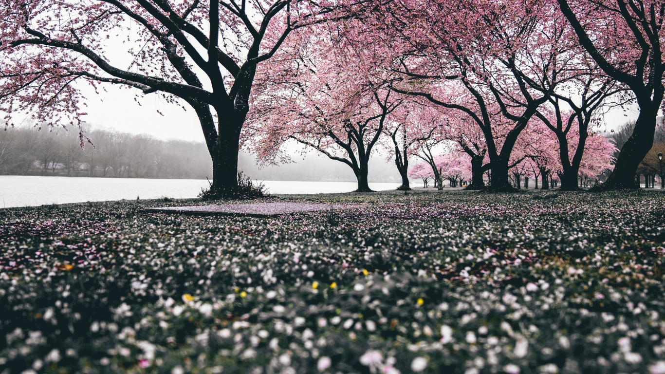 Cherry Blossom, Blossom, Tree, Nature, Branch. Wallpaper in 1366x768 Resolution