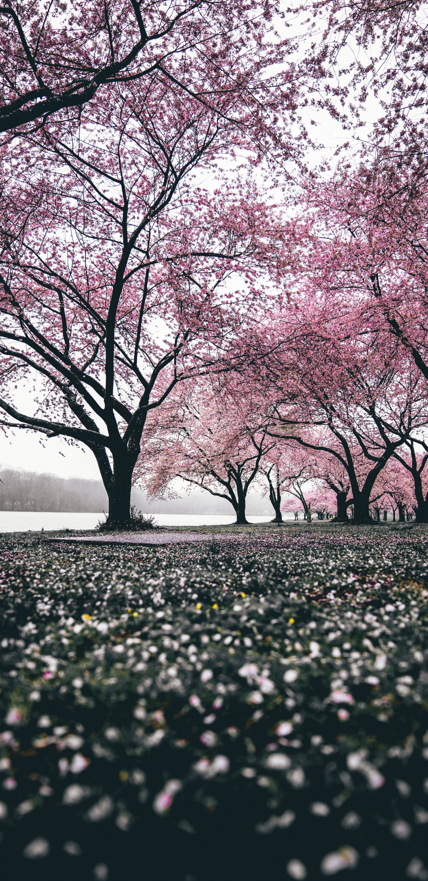 Cherry Blossom, Blossom, Tree, Nature, Branch. Wallpaper in 1440x2960 Resolution