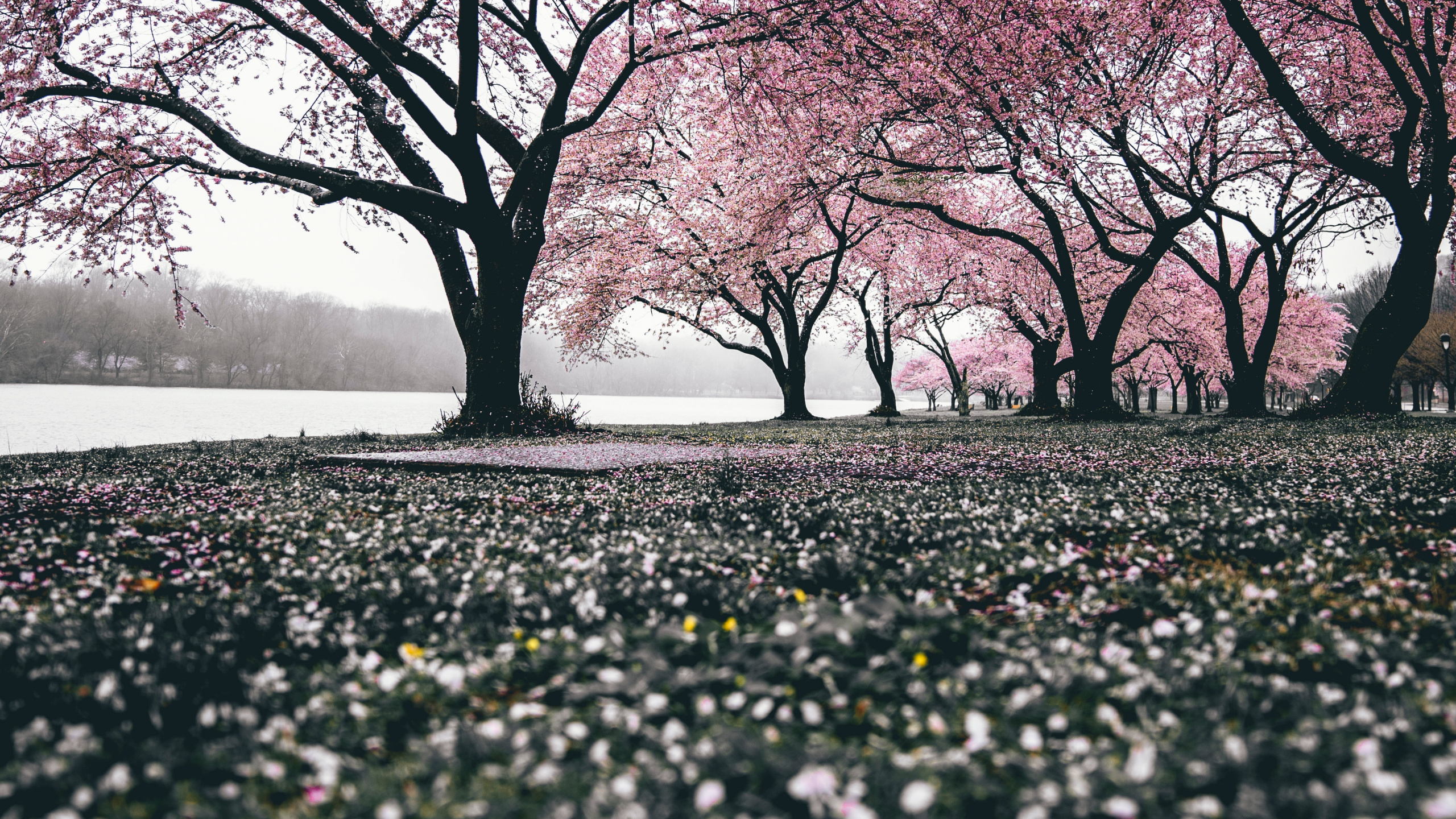 Cerisier, Nature, Printemps, Pink, Paysage Naturel. Wallpaper in 2560x1440 Resolution