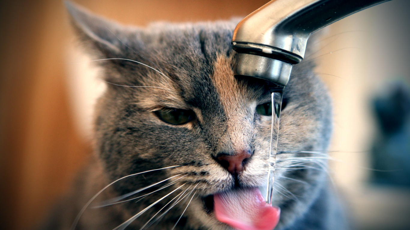 Brown Tabby Cat Drinking Water From Faucet. Wallpaper in 1366x768 Resolution