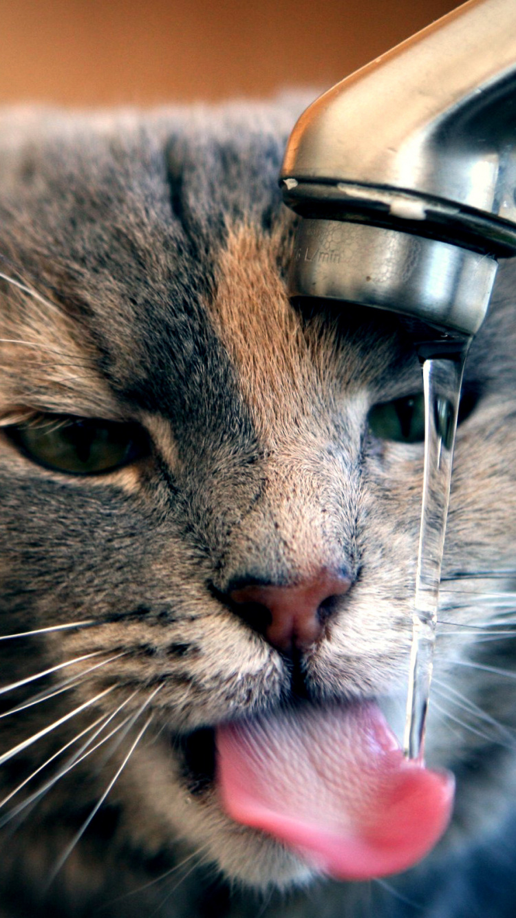 Braune Tabbykatze Trinkt Wasser Aus Dem Wasserhahn. Wallpaper in 750x1334 Resolution