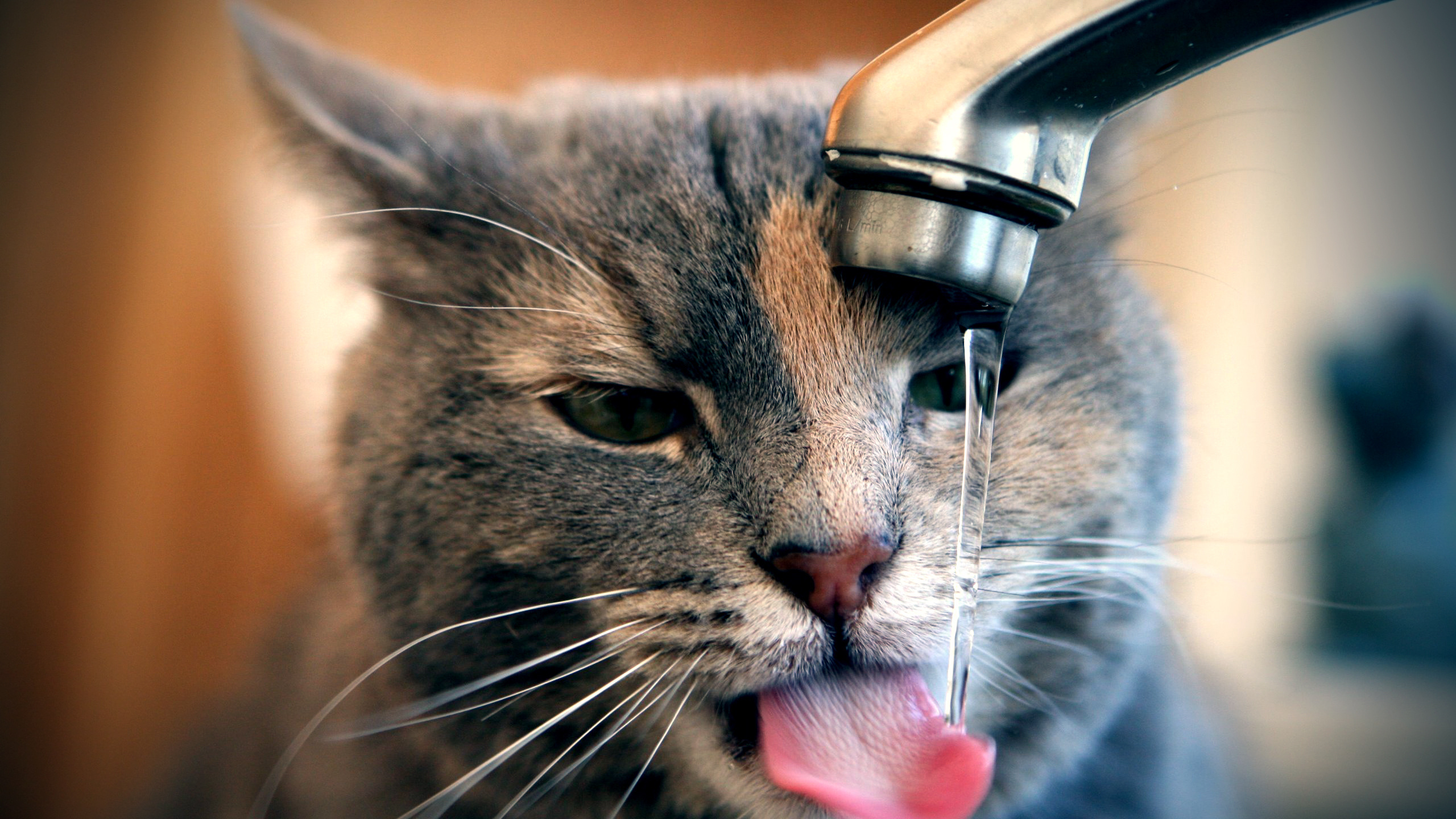 Gato Atigrado Marrón Bebiendo Agua Del Grifo. Wallpaper in 2560x1440 Resolution