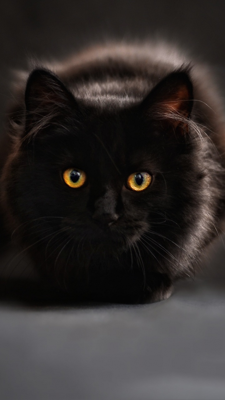 Gato Negro Acostado Sobre Textil Blanco. Wallpaper in 720x1280 Resolution