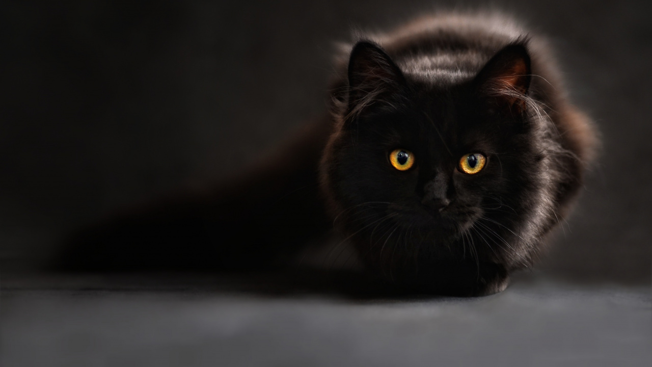 Black Cat Lying on White Textile. Wallpaper in 1280x720 Resolution