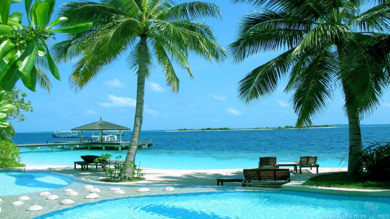 Palm Tree Near Body of Water During Daytime. Wallpaper in 1280x720 Resolution