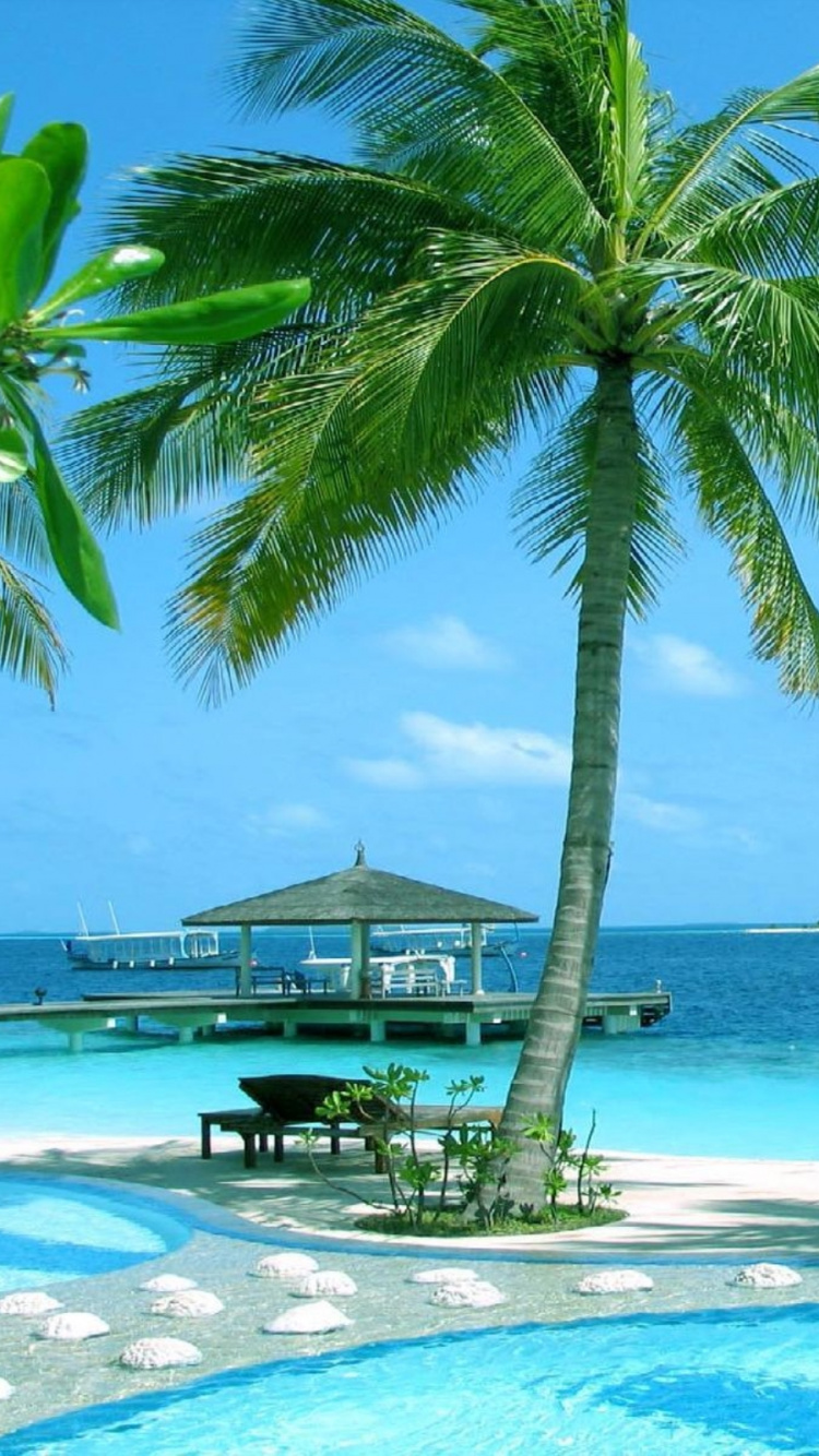 Palm Tree Near Body of Water During Daytime. Wallpaper in 750x1334 Resolution