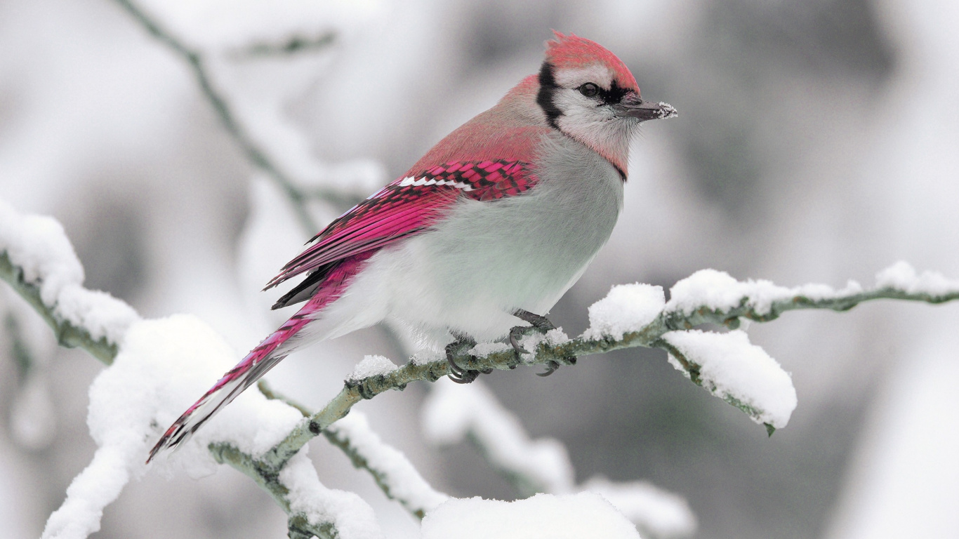 Blue and White Bird on Tree Branch. Wallpaper in 1366x768 Resolution