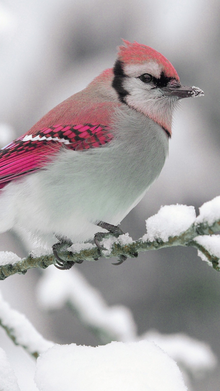 Oiseau Bleu et Blanc Sur Une Branche D'arbre. Wallpaper in 750x1334 Resolution
