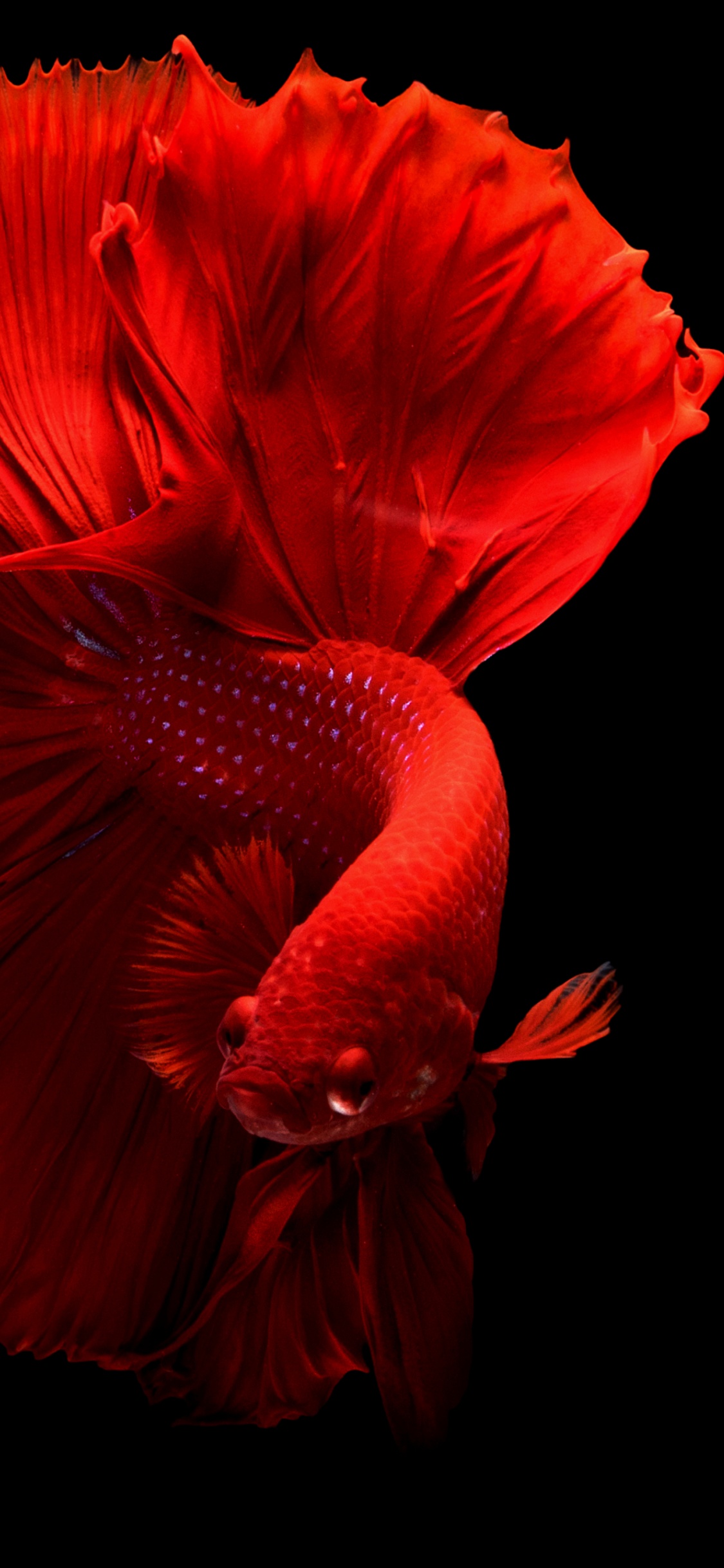 Orange Flower With Black Background. Wallpaper in 1125x2436 Resolution