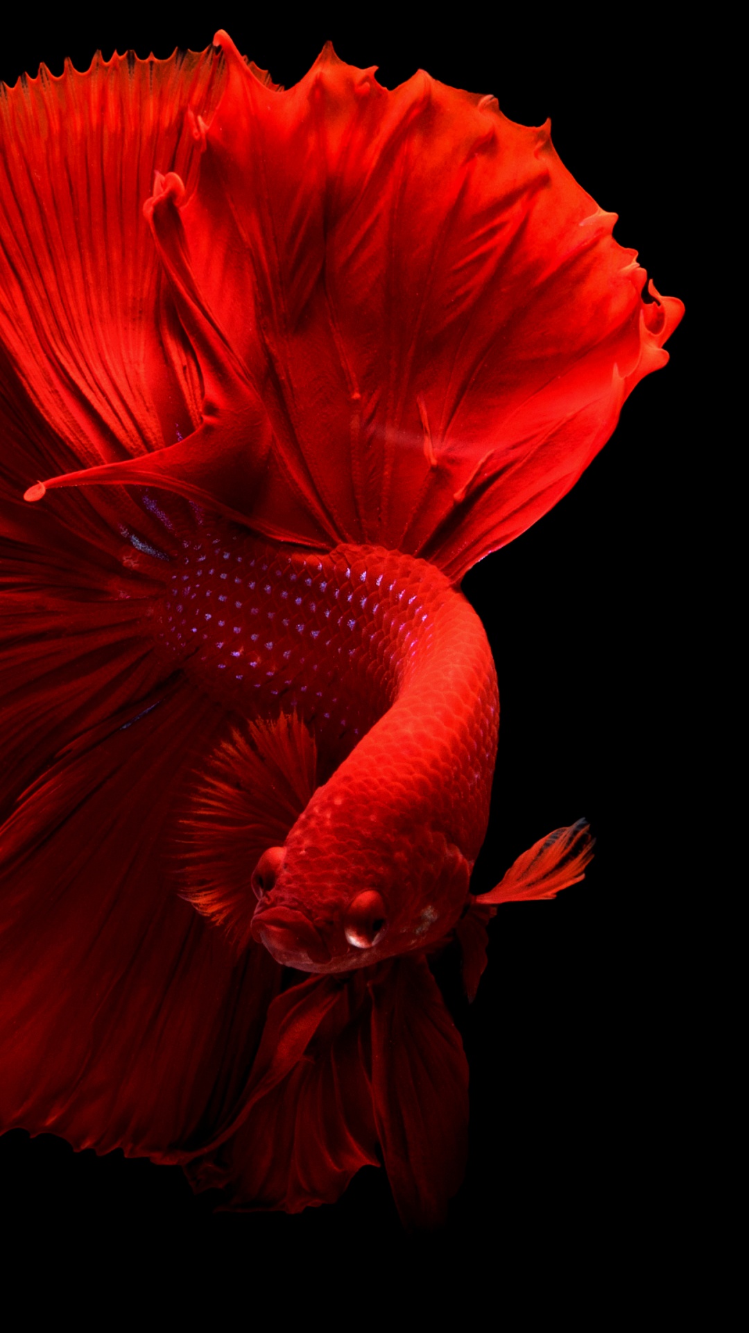 水族馆, 红色的, 显花植物, 金鱼, 宏摄影 壁纸 1080x1920 允许