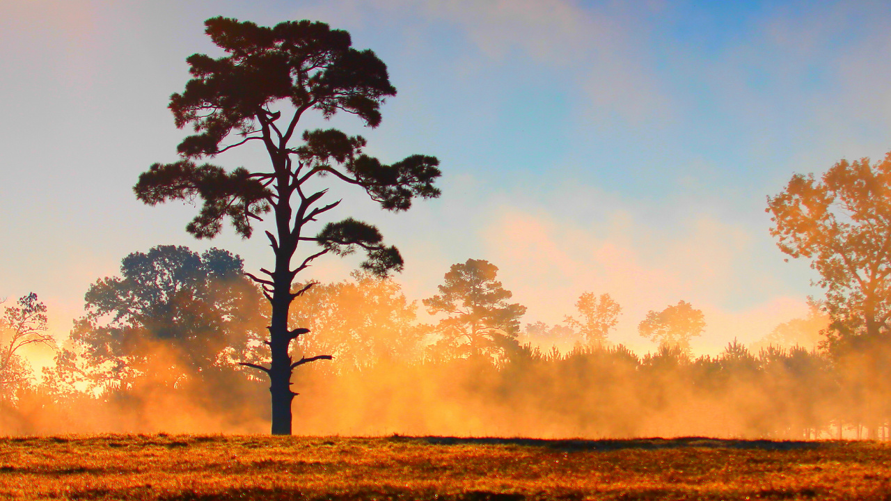 Green Tree on Brown Grass Field During Daytime. Wallpaper in 1280x720 Resolution