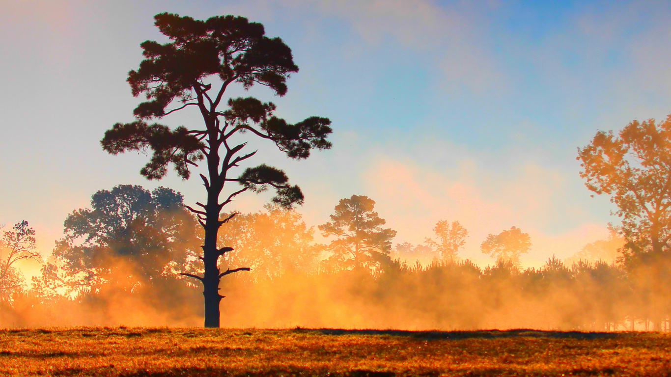 Green Tree on Brown Grass Field During Daytime. Wallpaper in 1366x768 Resolution