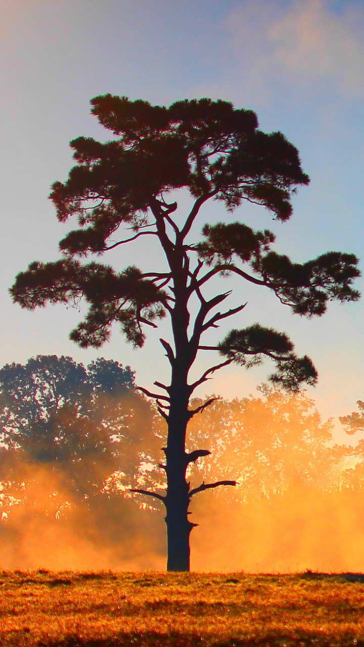 Árbol Verde en el Campo de Hierba Marrón Durante el Día. Wallpaper in 720x1280 Resolution