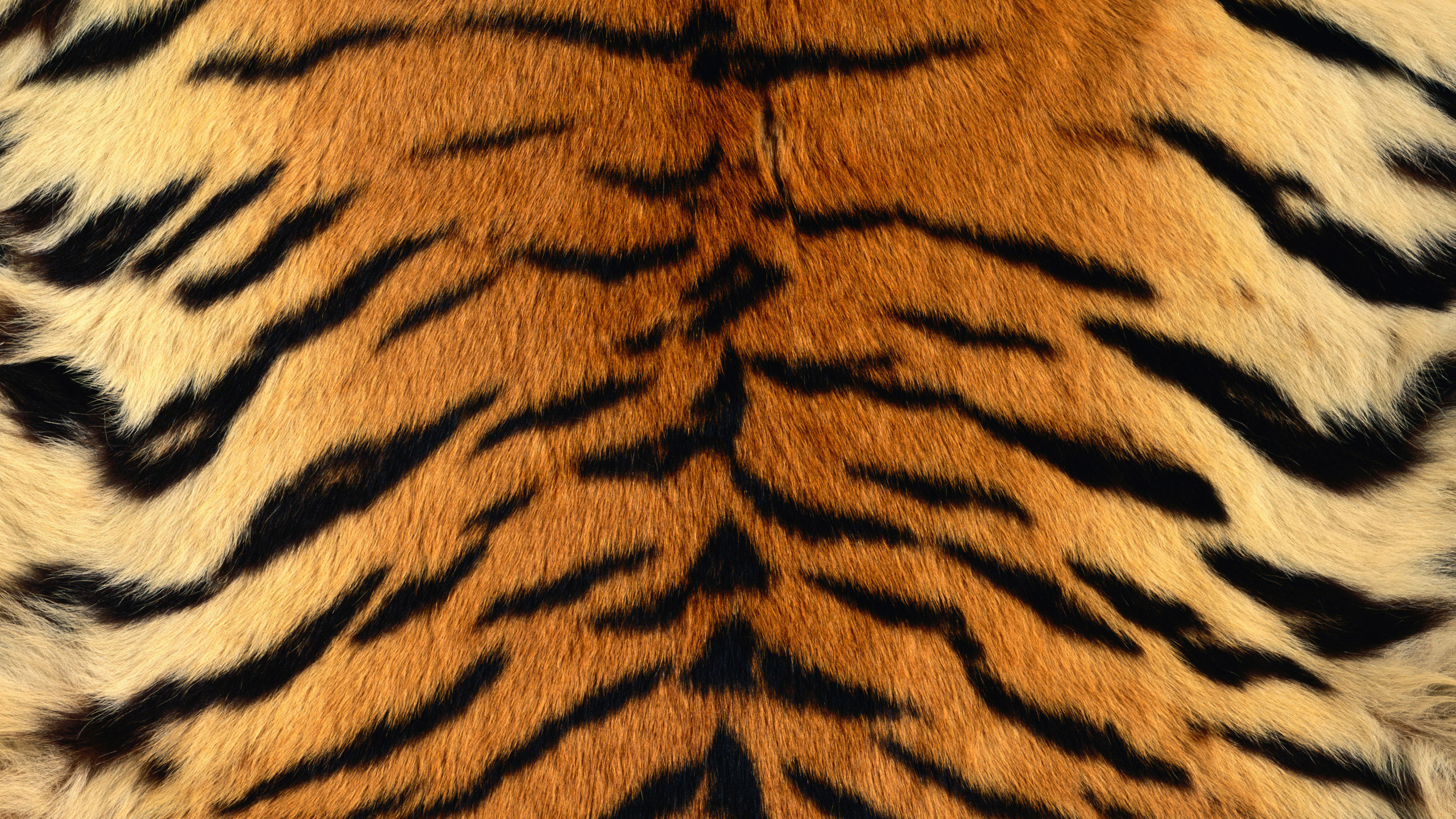 Tapis Marron et Noir. Wallpaper in 2560x1440 Resolution