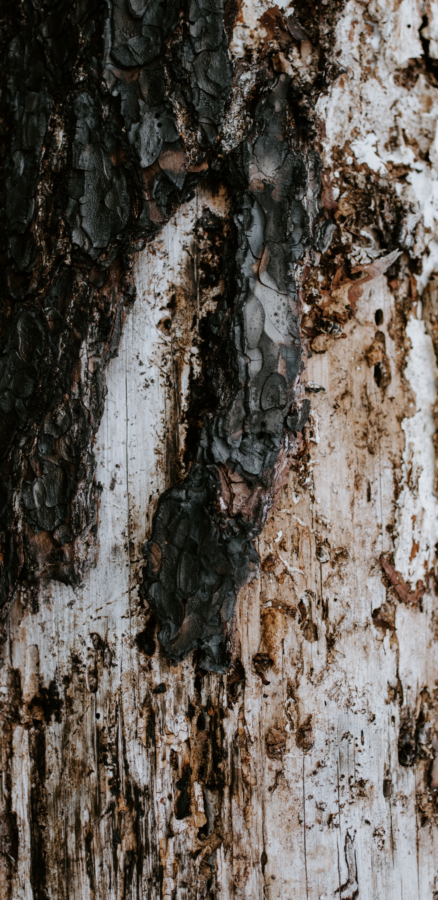 Tronc D'arbre Marron et Blanc. Wallpaper in 1440x2960 Resolution