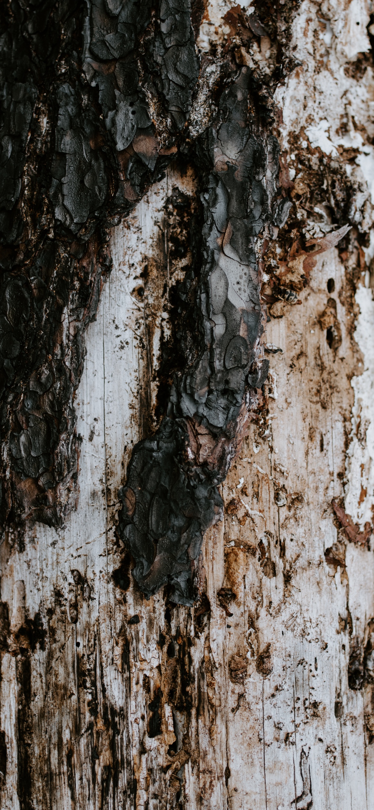Brown and White Tree Trunk. Wallpaper in 1242x2688 Resolution