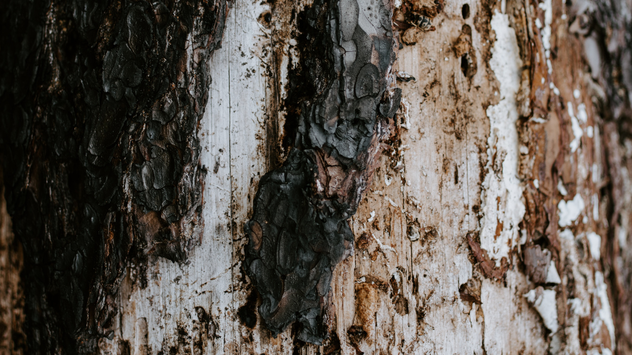 Brown and White Tree Trunk. Wallpaper in 1280x720 Resolution