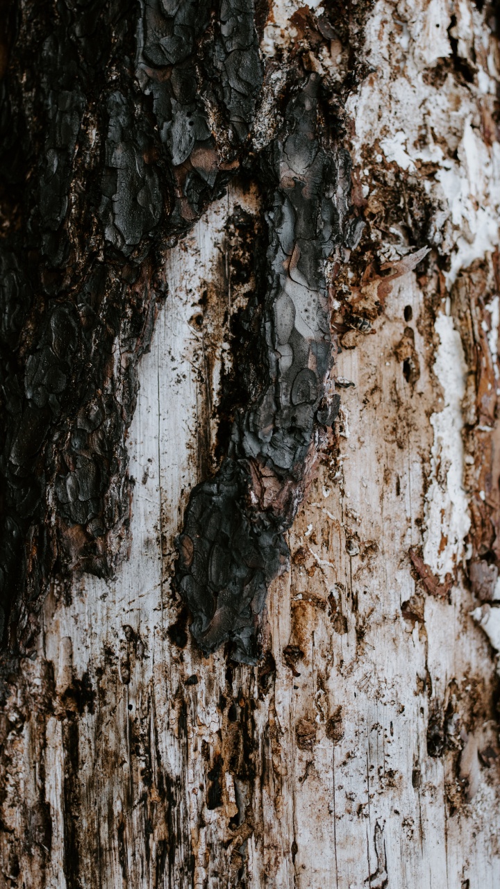 下载 720x1280 壁纸 木, 树皮, 棕色, 木本植物, 桦家庭 木, 树皮, 棕色, 木本植物, 桦家庭 壁纸 720x1280 允许