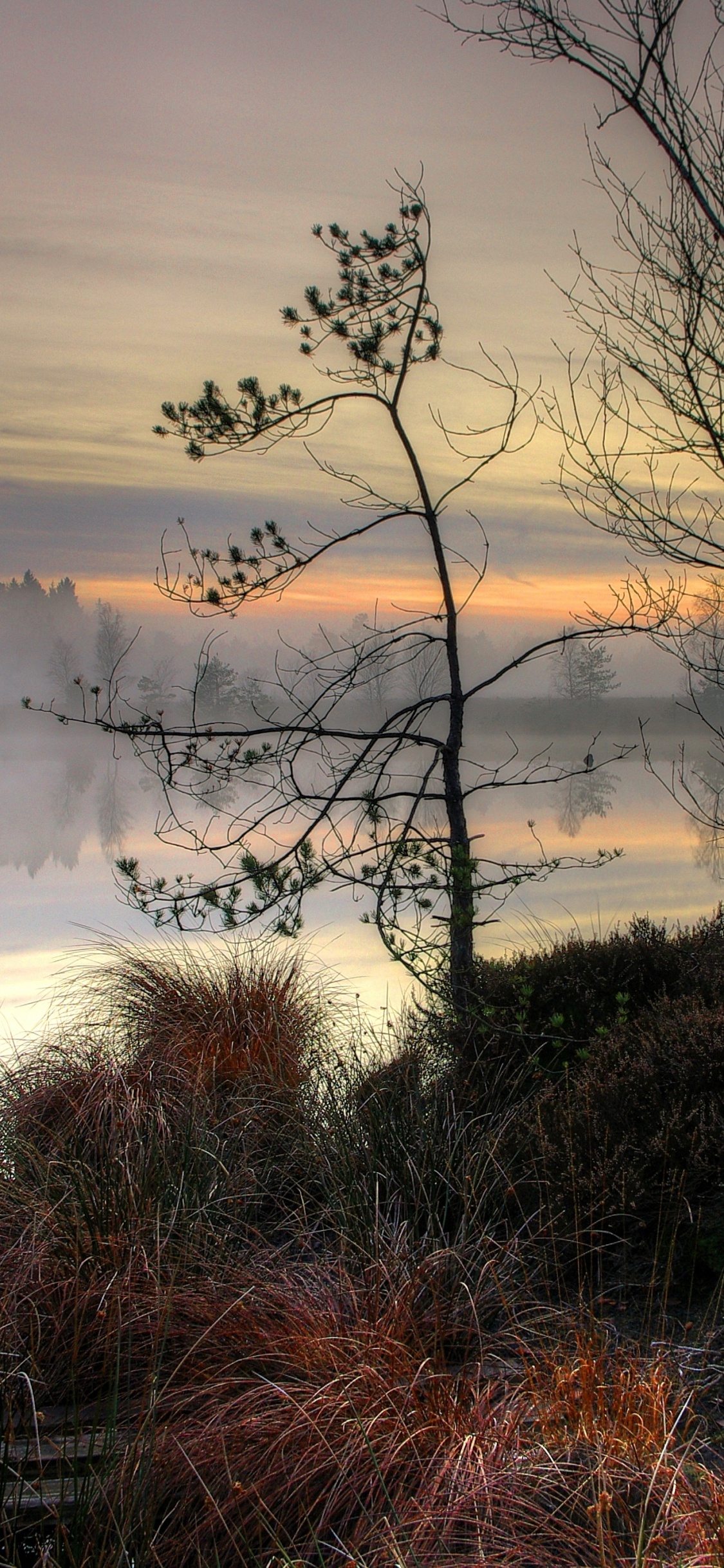 Eau, L'écorégion, Paysage Naturel, Rameau, Afterglow. Wallpaper in 1125x2436 Resolution