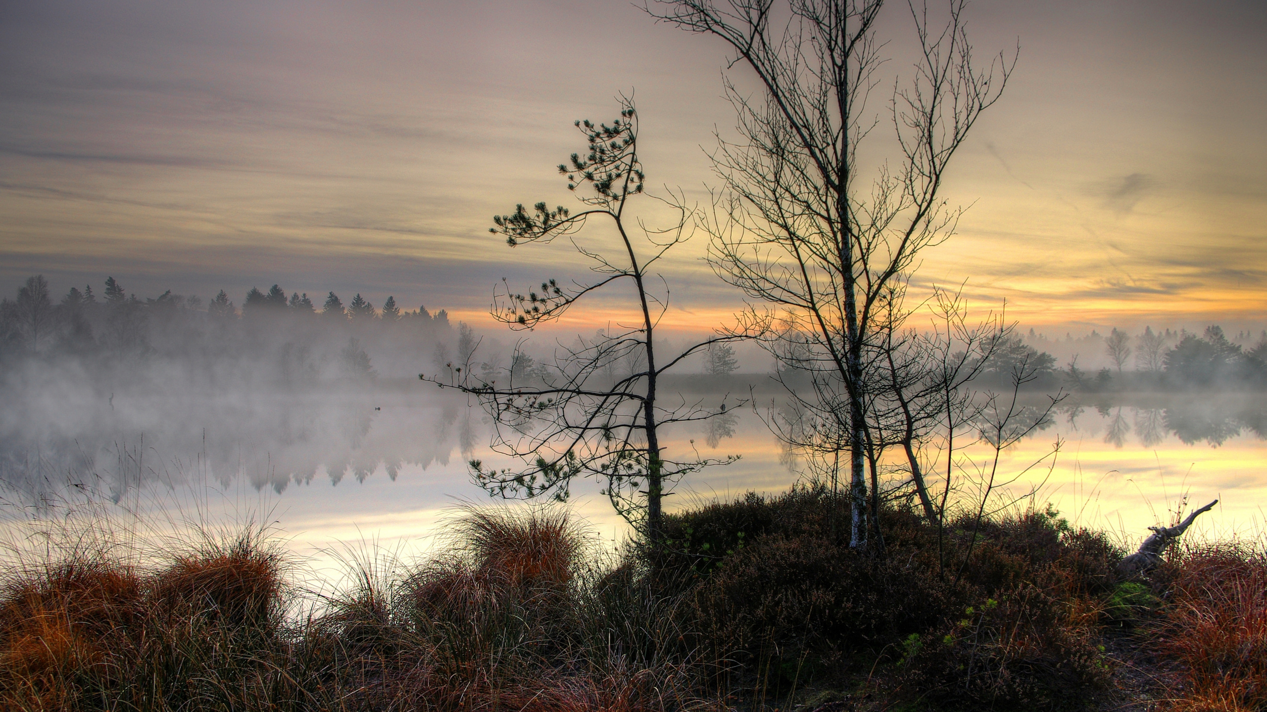 日落, 生态区, 自然景观, 木, 树枝 壁纸 2560x1440 允许