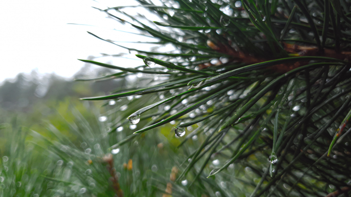 12月27日, 落叶松, 陆地上的植物, 树枝, 液体 壁纸 1366x768 允许
