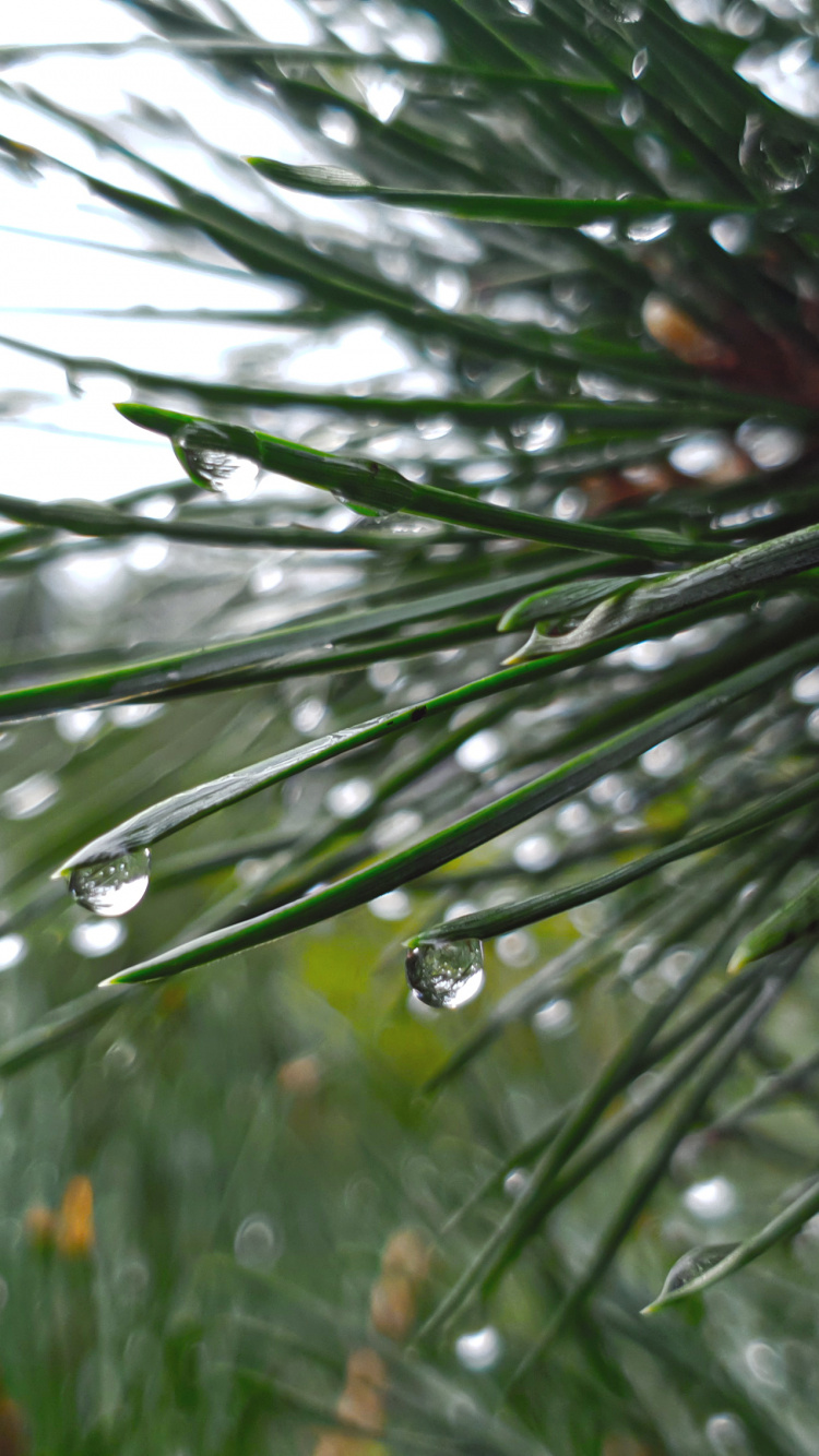 Pine, December 27, Water, Larch, Terrestrial Plant. Wallpaper in 750x1334 Resolution