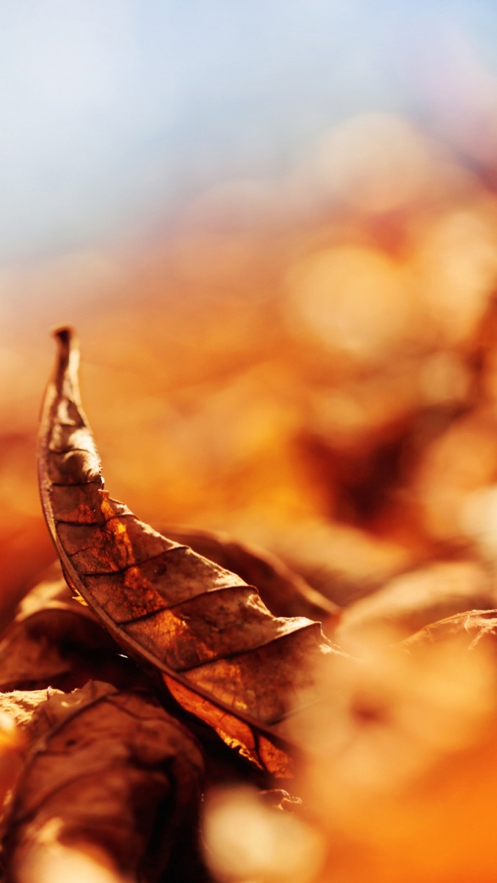 Braunes Getrocknetes Blatt in Tilt-Shift-Linse. Wallpaper in 720x1280 Resolution