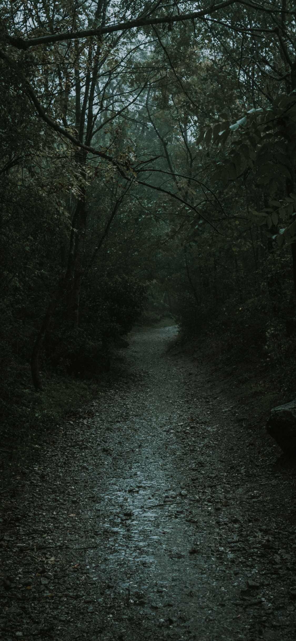 Nature, Noir, Environnement Naturel, Paysage Naturel, Forêt. Wallpaper in 1125x2436 Resolution