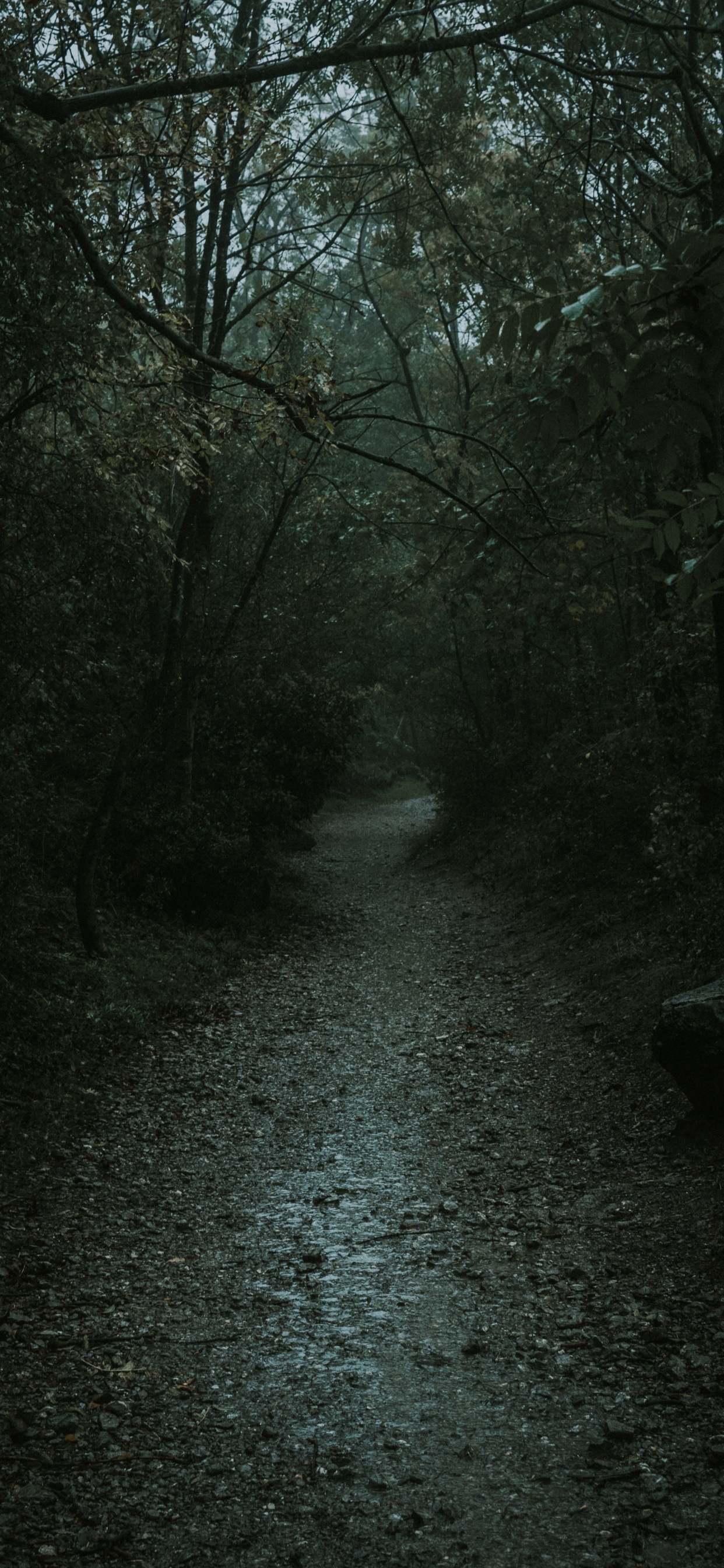 Nature, Noir, Environnement Naturel, Paysage Naturel, Forêt. Wallpaper in 1242x2688 Resolution