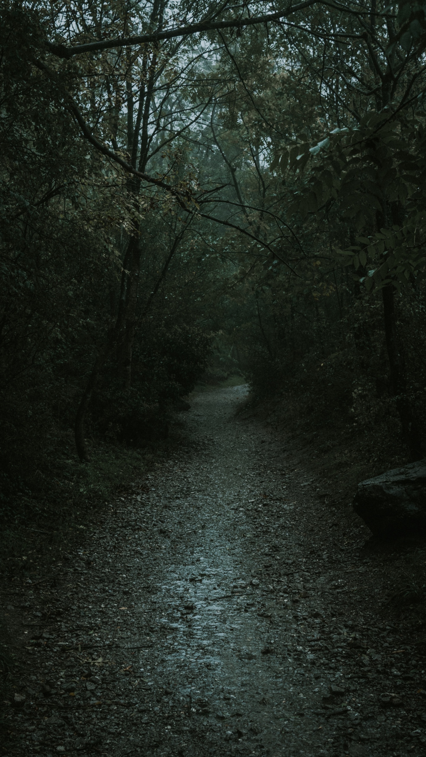 Nature, Noir, Environnement Naturel, Paysage Naturel, Forêt. Wallpaper in 1440x2560 Resolution