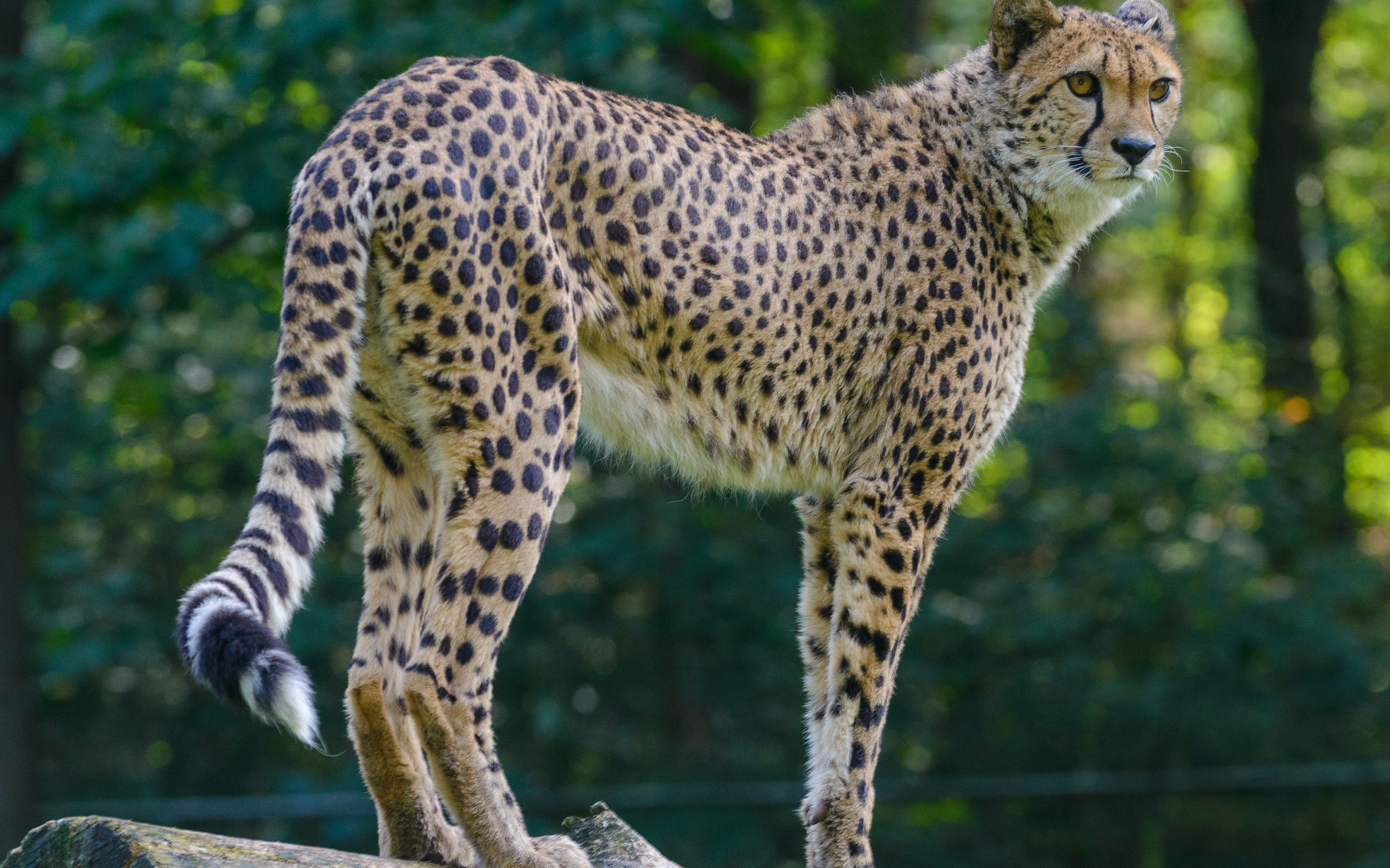 Les Fonds D Ecran Big Cat Guepard Leopard Lion Jaguar Les Images Et Les Photos Gratuits