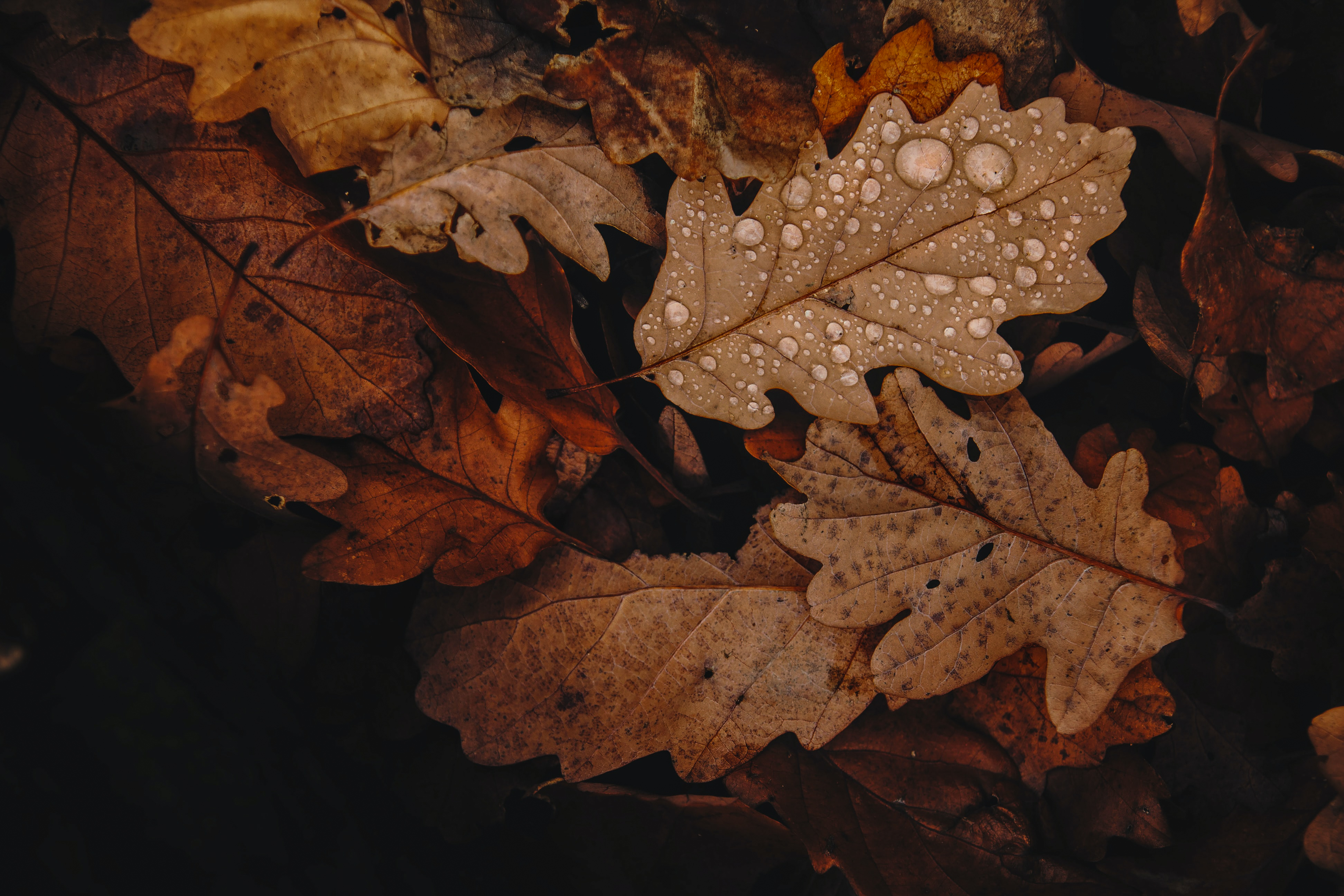 Fall Trees Brown - KDE Store