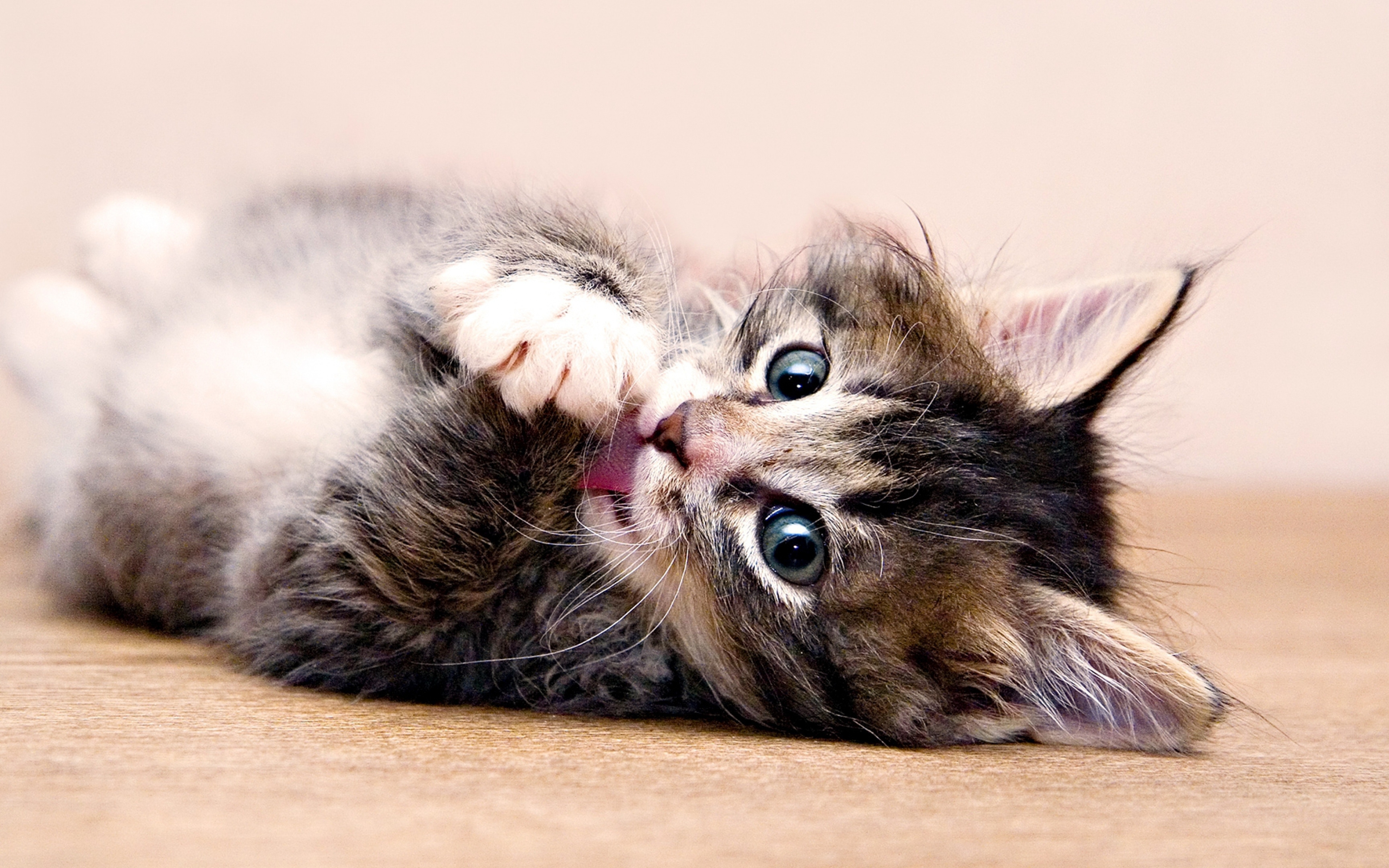 Les Fonds D Ecran Chat Tigre Brun Allonge Sur Un Plancher En Bois Brun Les Images Et Les Photos Gratuits