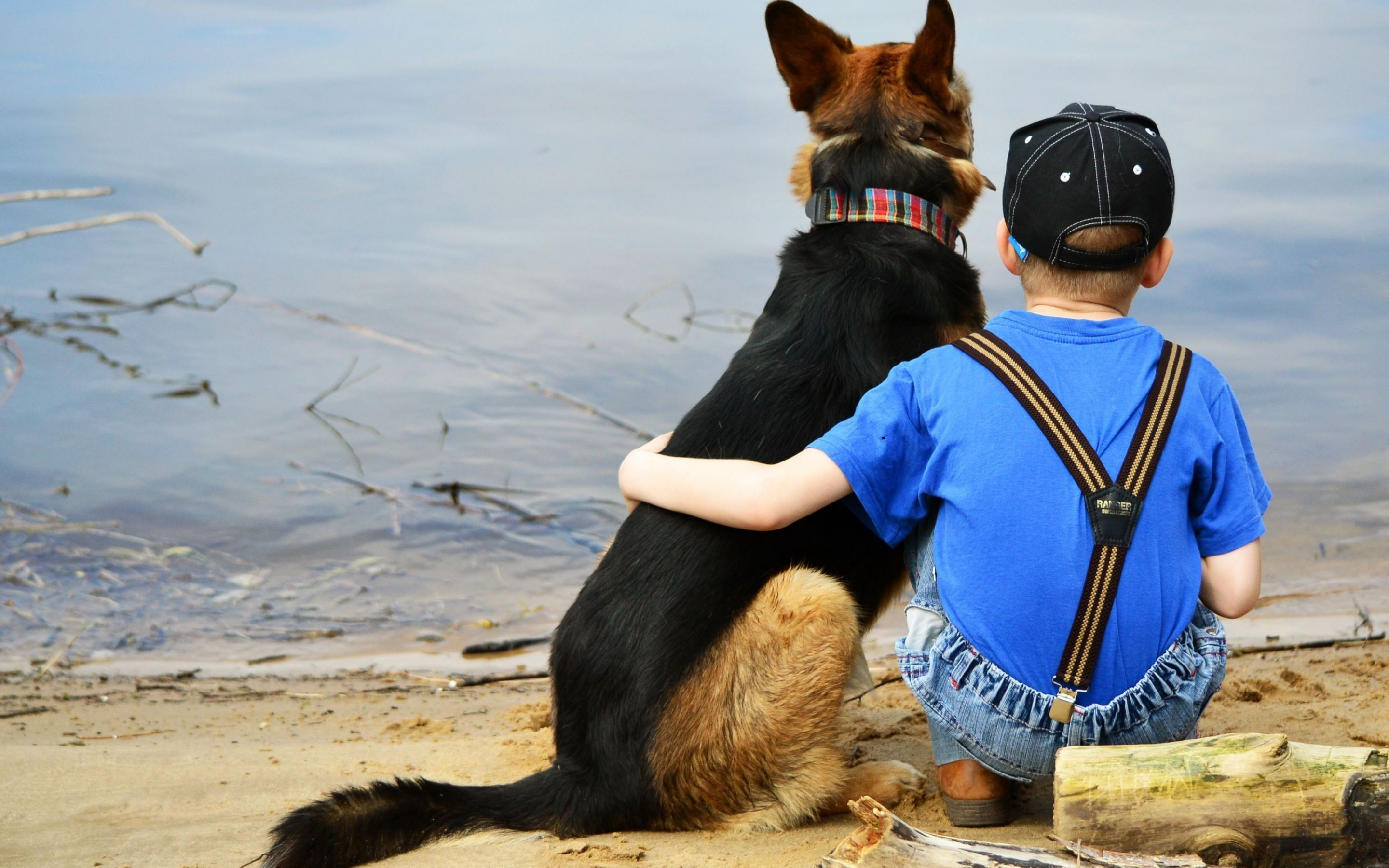 Les Fonds D Ecran Chiot Berger Allemand Noir Et Feu Avec Laisse De Chien Bleu Et Noir Sur La Plage Pendant La Journee Les Images Et Les Photos Gratuits