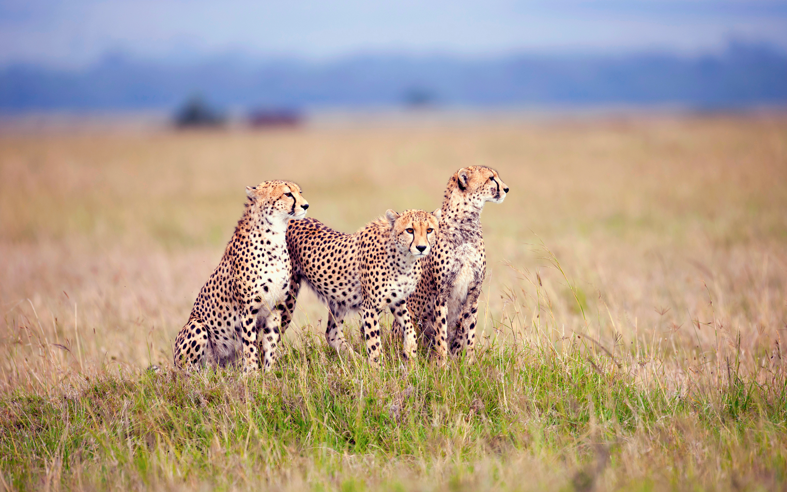 Les Fonds D Ecran Guepard Lion Jaguar Leopard Felidae Les Images Et Les Photos Gratuits