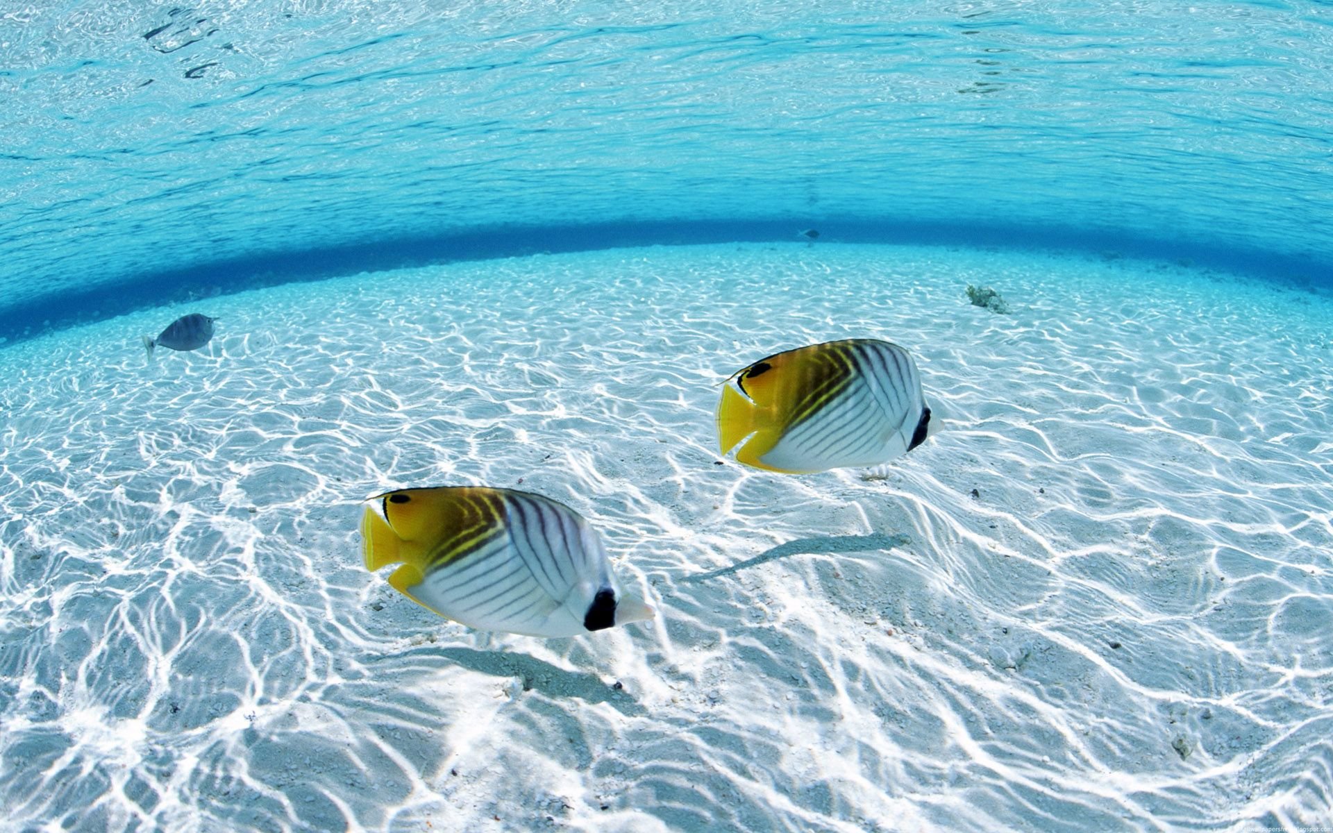 大海 海洋 海洋生物学 水下 深海鱼高清壁纸 性质图片 桌面背景和图片