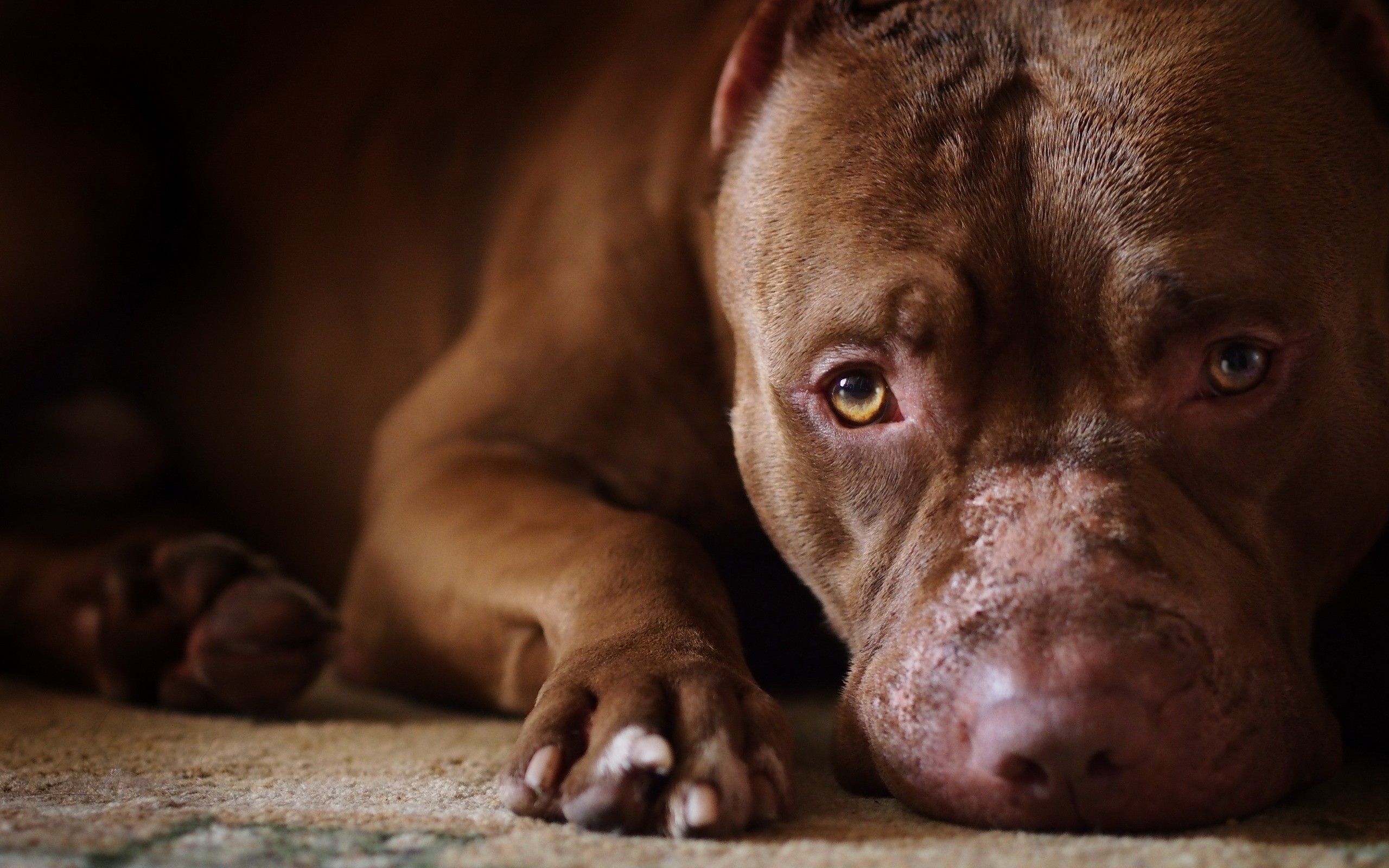 Les Fonds D Ecran Chiot Pitbull Terrier Americain Brun Et Blanc Allonge Sur Le Sol Les Images Et Les Photos Gratuits Les Fonds D Ecran Chiot Pitbull Terrier Americain Brun Et Blanc Allonge Sur Le Sol Les Images Et Les Photos Gratuits