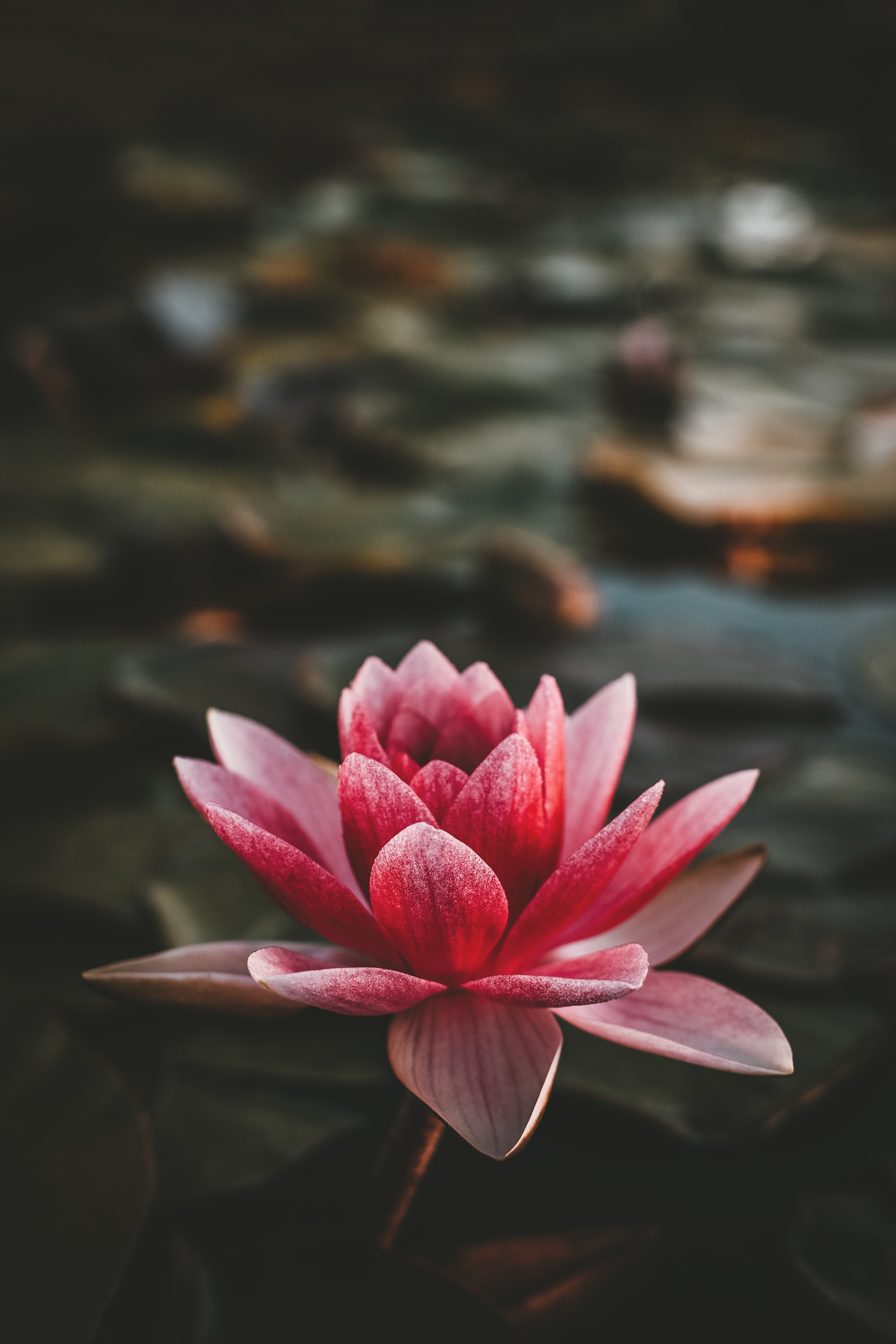 莲花壁纸 莲花高清图片 免费下载图片 莲花壁纸 莲花高清图片 免费下载图片