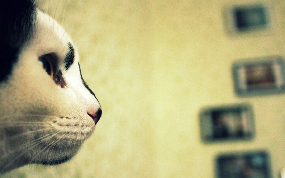 white and black cat on brown wooden table