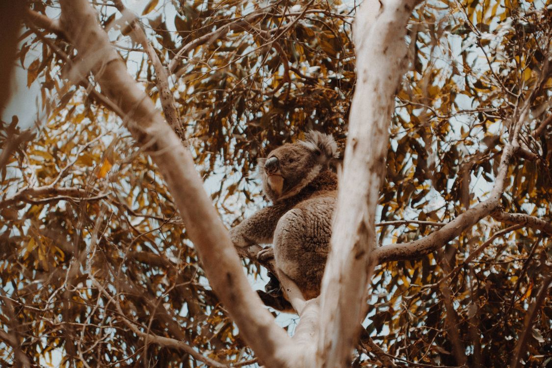 Koala Auf Braunem Ast. Wallpaper in 6000x4000 Resolution