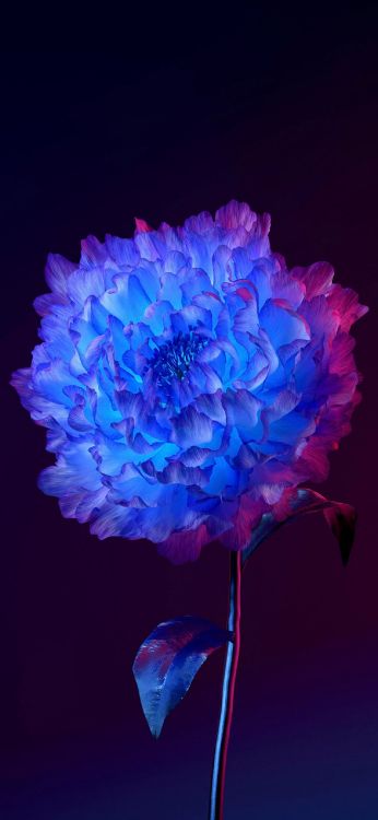 安卓, 紫色的, 紫罗兰色, 艺术, 电蓝色的 壁纸 1284x2778 允许