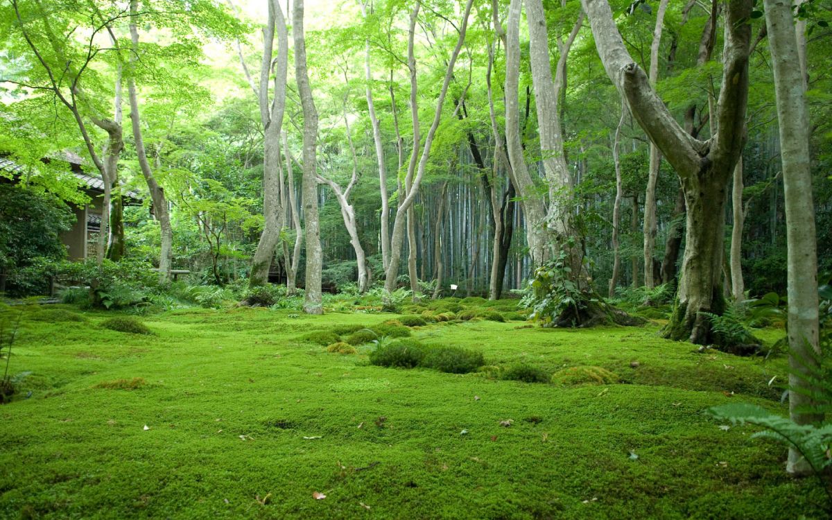 Download 3840x2400 Wallpaper Champ D'herbe Verte Avec Des Arbres Champ D'herbe Verte Avec Des Arbres. Wallpaper in 3840x2400 Resolution
