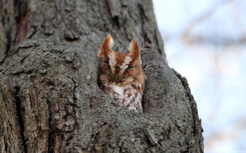 Image brown and white cat on tree